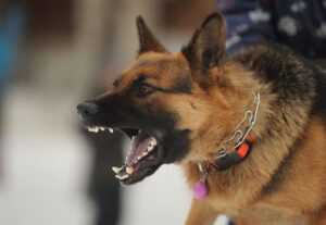 Aggressive dog barking at a stranger on a sidewalk in Colorado.