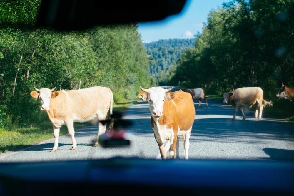 cows crossing