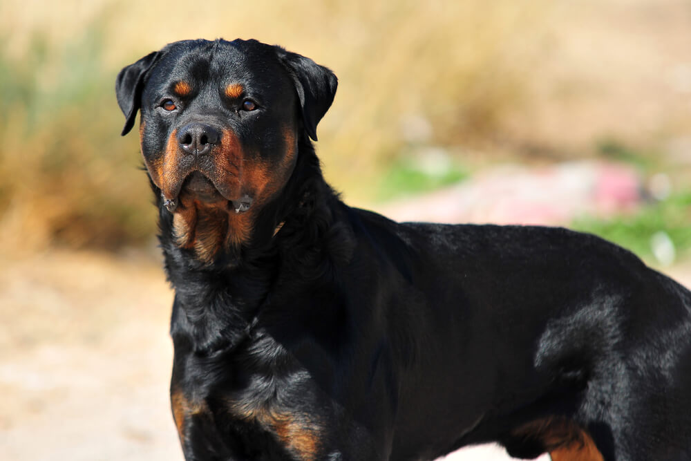 rottweiller