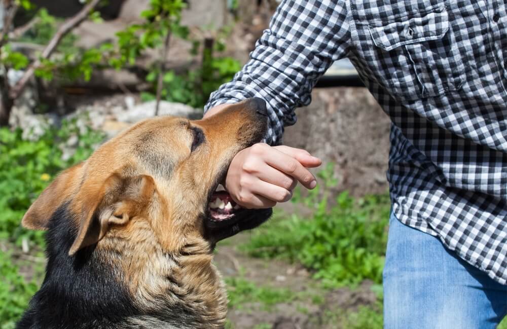 Dog biting arm stranger passing.