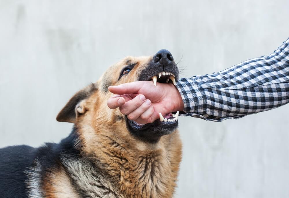 Angry german shepherd dog biting hand of stranger.